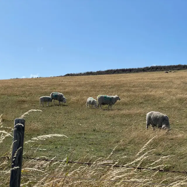 Brighton白崖：絕美海景，讓你留下美好回憶！