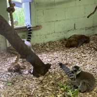 아일랜드 더블린 동물원, Dublin Zoo