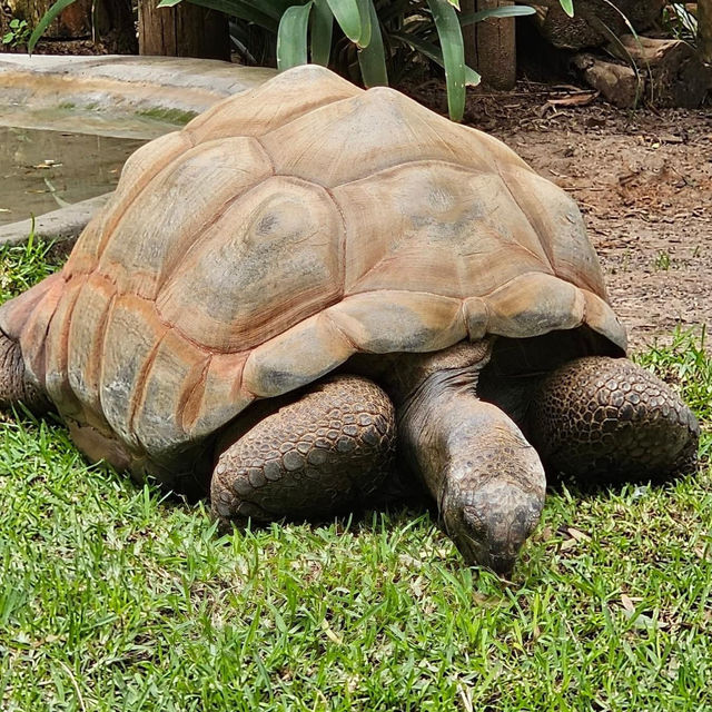 Adelaide Zoo 🗺️