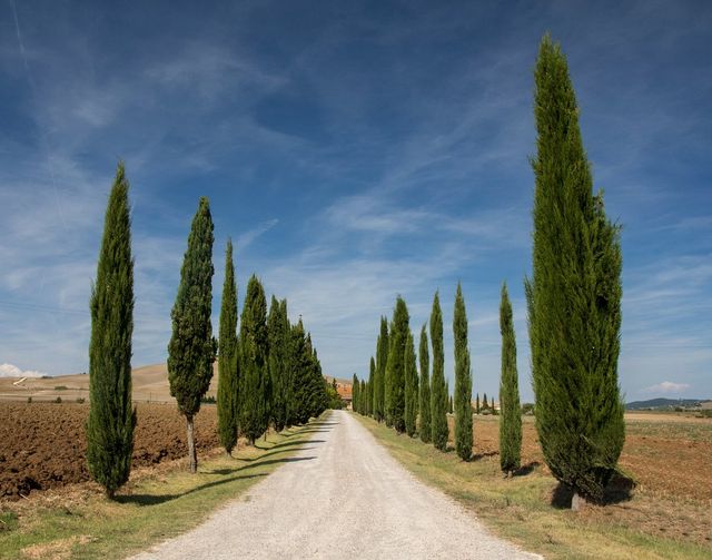 Rustic Charms of Tuscany's Vineyards