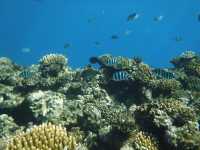 Discovering the Great Barrier Reef