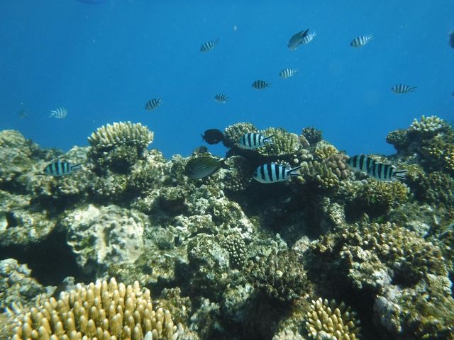 Discovering the Great Barrier Reef