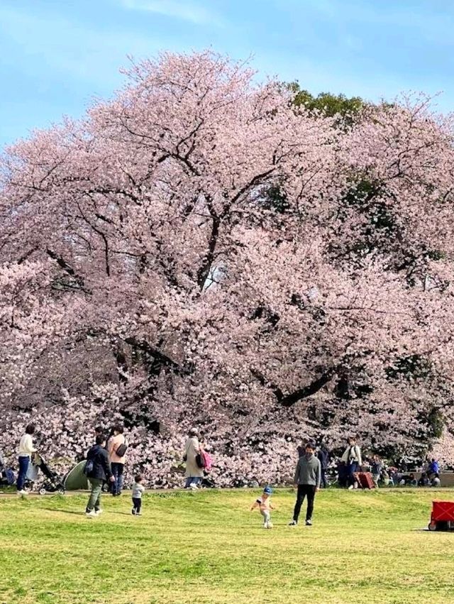 東京《都立砧公園》🌸激罕🌸超大櫻花樹🌸