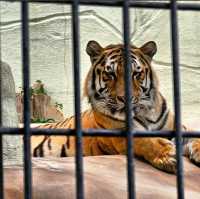 🐯福岡市動植物園🦁福岡最具代表性的動物園✨️