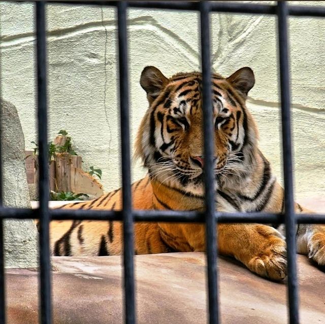 🐯福岡市動植物園🦁福岡最具代表性的動物園✨️