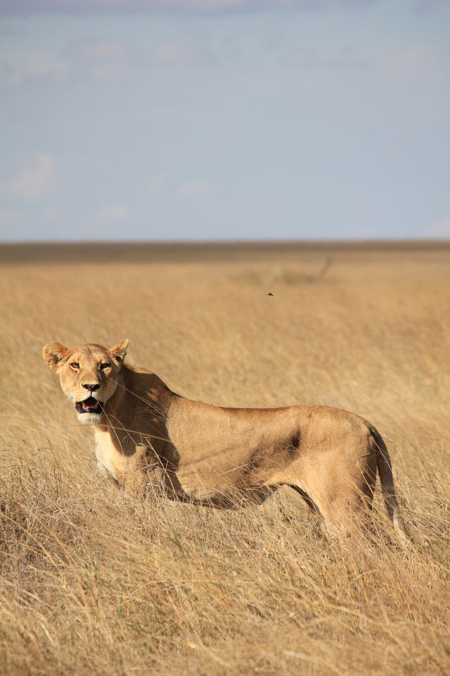 4 Days Masai Mara Game Reserve Safari Tour 2024, 2025 2026