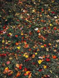 모스크바: 반짝이는 색상으로 가을의 매혹적인 경험 🍂