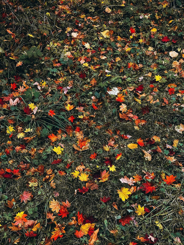 모스크바: 반짝이는 색상으로 가을의 매혹적인 경험 🍂