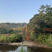 *深圳仙湖植物園——都市中的綠色天堂*