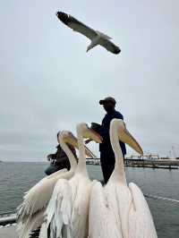 Boat trip with pelicans