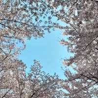SEOKCHON LAKE'S SAKURA MAGIC | A CHERRY BLOSSOM WONDERLAND