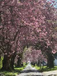 The most beautiful trail near Leuven only in April