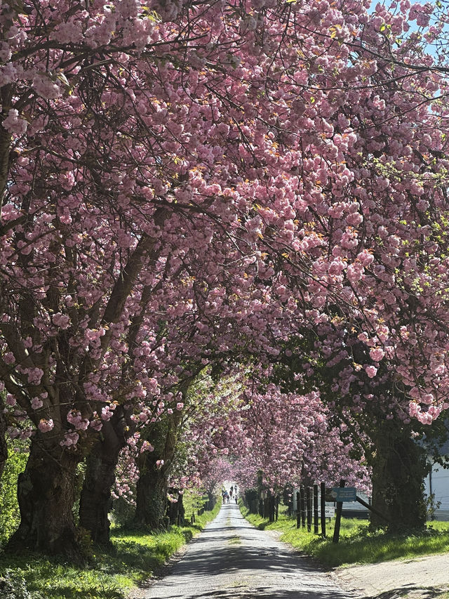 The most beautiful trail near Leuven only in April