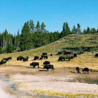 🚗🌲 Top Transportation Tips for Exploring Yellowstone National Park