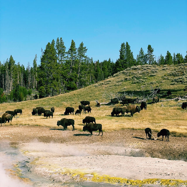 🚗🌲 Top Transportation Tips for Exploring Yellowstone National Park