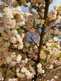🌸 Cherry Blossom Season at Kew Gardens — A Spring Favourite in London 🌸