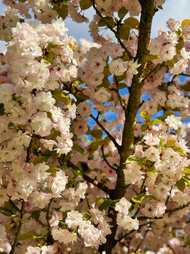 🌸 Cherry Blossom Season at Kew Gardens — A Spring Favourite in London 🌸