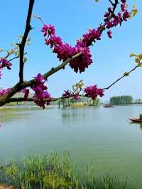 Wuxi’s Cherry Blossom Forest – What a Find!!