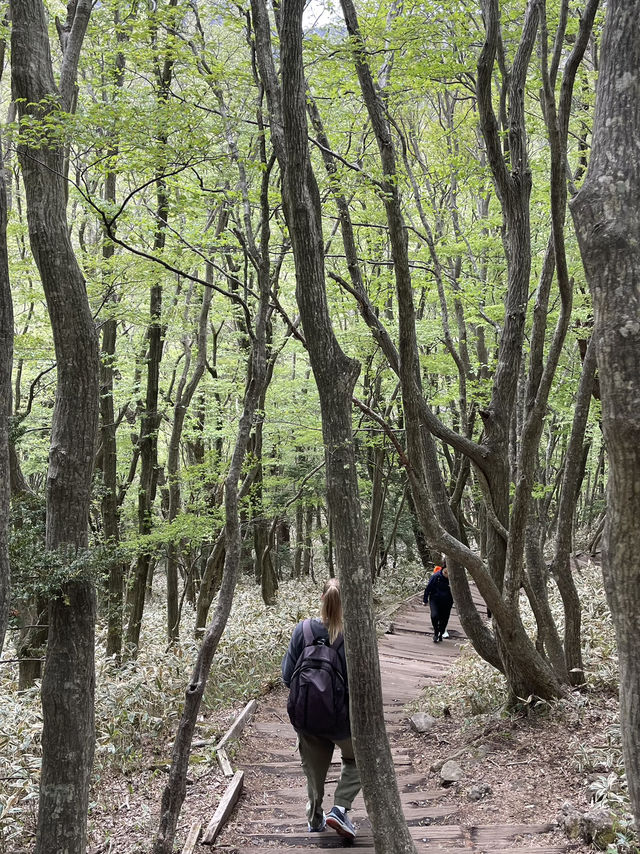 Easy hiking experience in Jeju ⛰️ Easy hiking experience in Jeju ⛰️