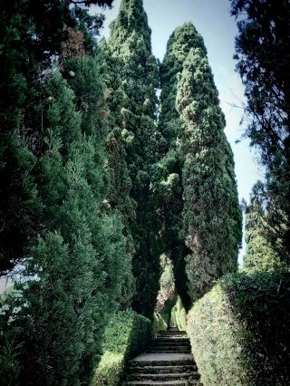 Santa Clotilde Gardens