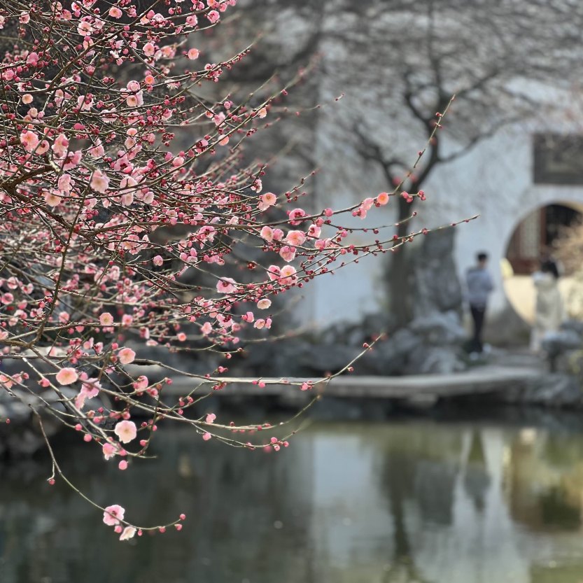 中国・蘇州】艺圃は四季折々の花が楽しめる世界遺産の庭園 | Trip.com 蘇州