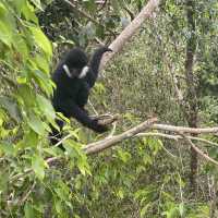 Spotting elephants in Xishuangbanna!