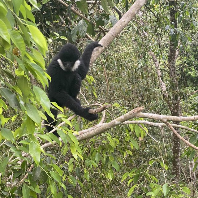 Spotting elephants in Xishuangbanna!