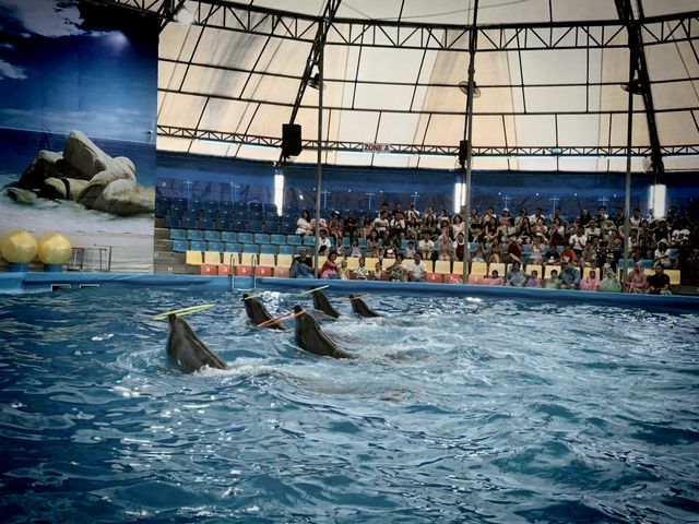 The joy of Nemo Dolphin Aquarium!