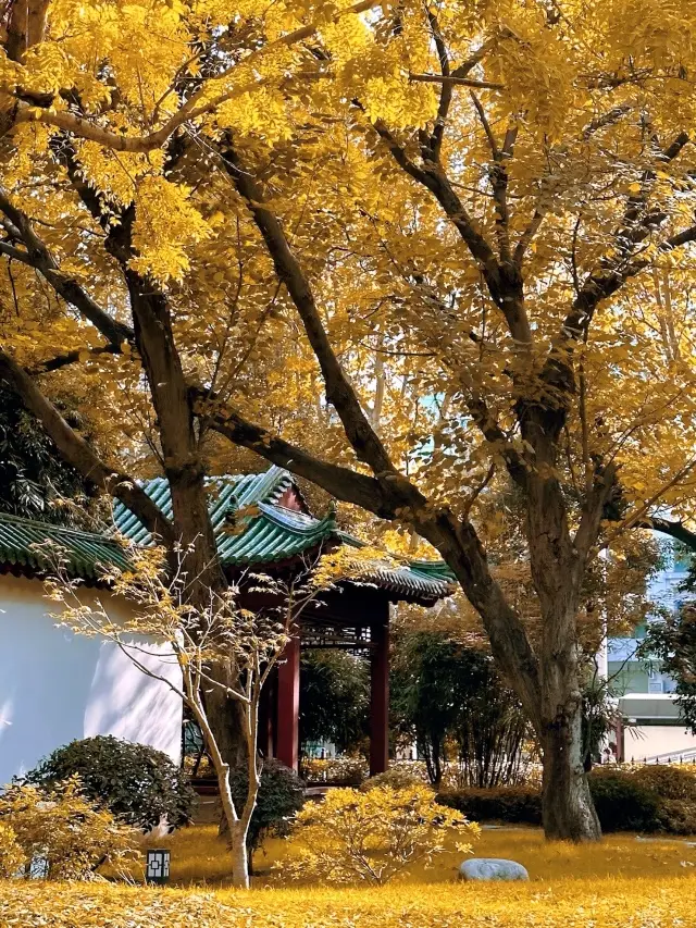 Autumn in Wuhan is very short | Autumn in Jiefang Park