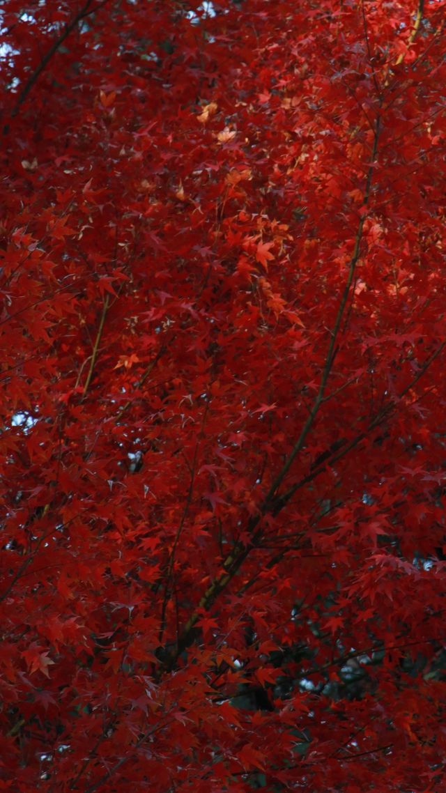 栖霞秋景|楓林未晚