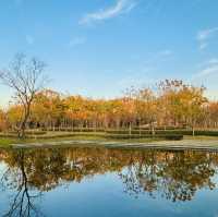 2023 Best Autumn trip in Shanghai