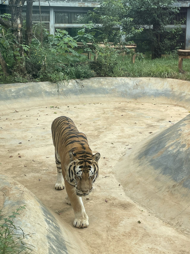 一起跟萌娃玩轉昆明動物園！