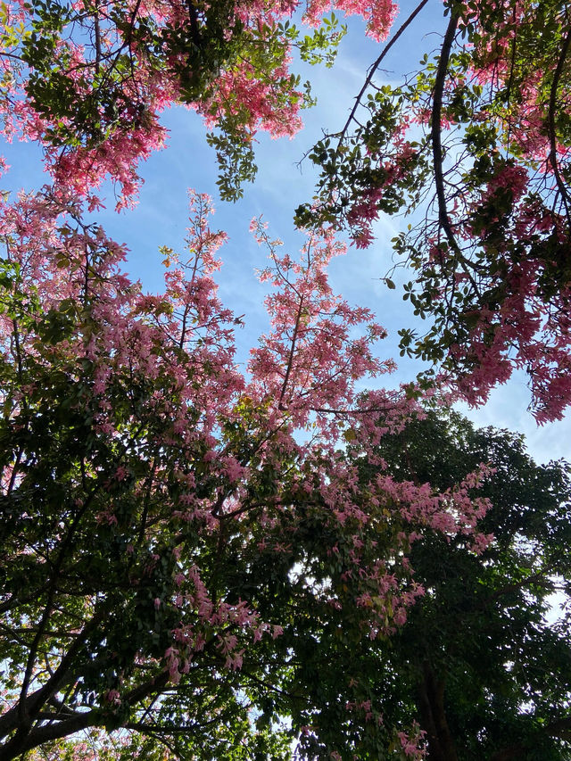 四川｜攀枝花｜你美的不要太過分