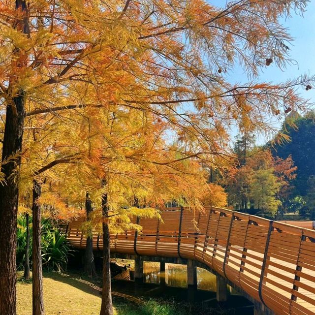 ✨深圳蓮花山公園~美如冬日油畫落羽杉✨
