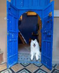 A polar bear in the blue city Chefchaouen 💙😍 This was Felix’ first time in Africa 🇲🇦
