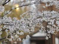 南京玄武湖的反季櫻花已經悄然綻放