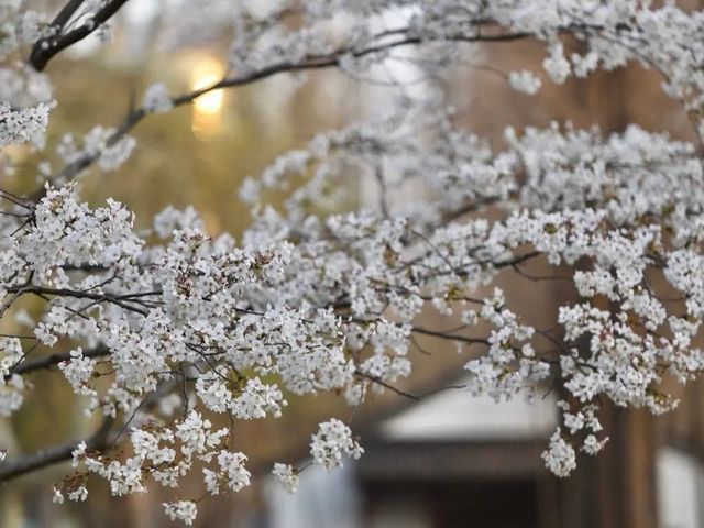 南京玄武湖的反季櫻花已經悄然綻放