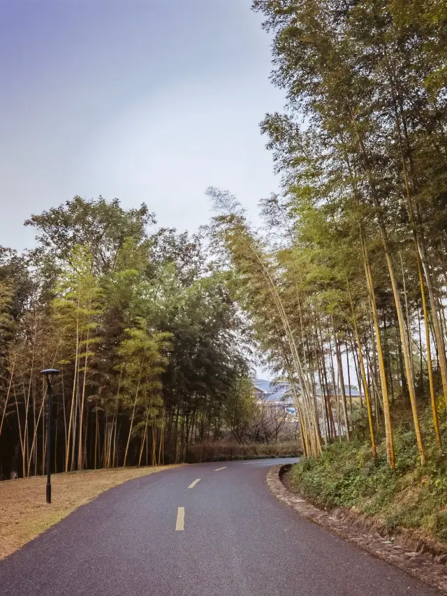 Stepping into the Yixing Bamboo Sea in winter, it's as if you're in the world of Tang poetry and Song lyrics