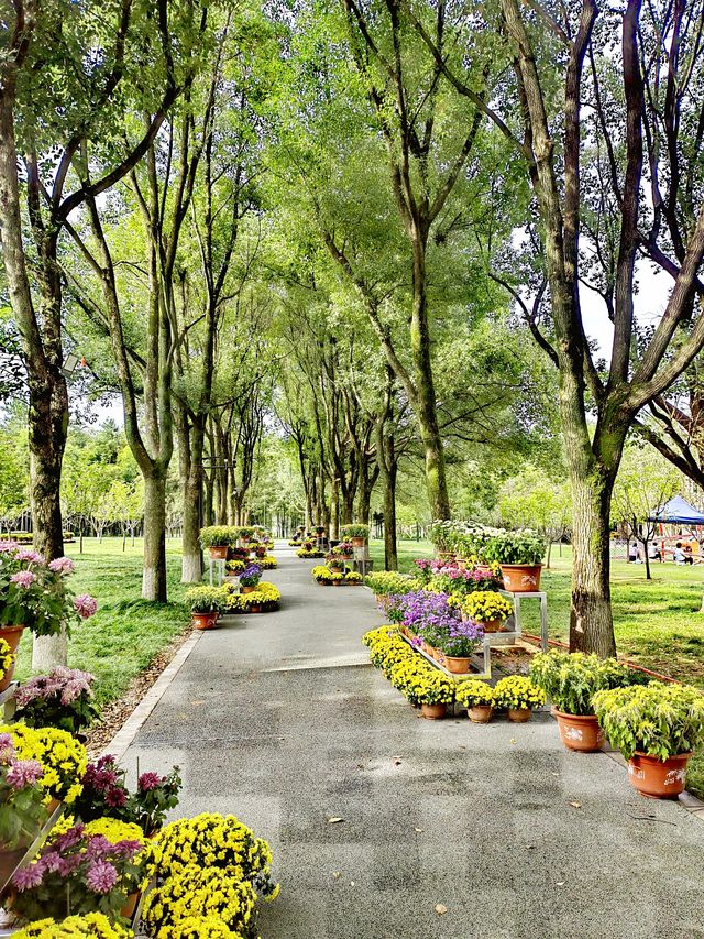 義烏植物園，菊韻醉金秋