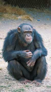 上海野生動物園丨旅遊打卡景點攻略