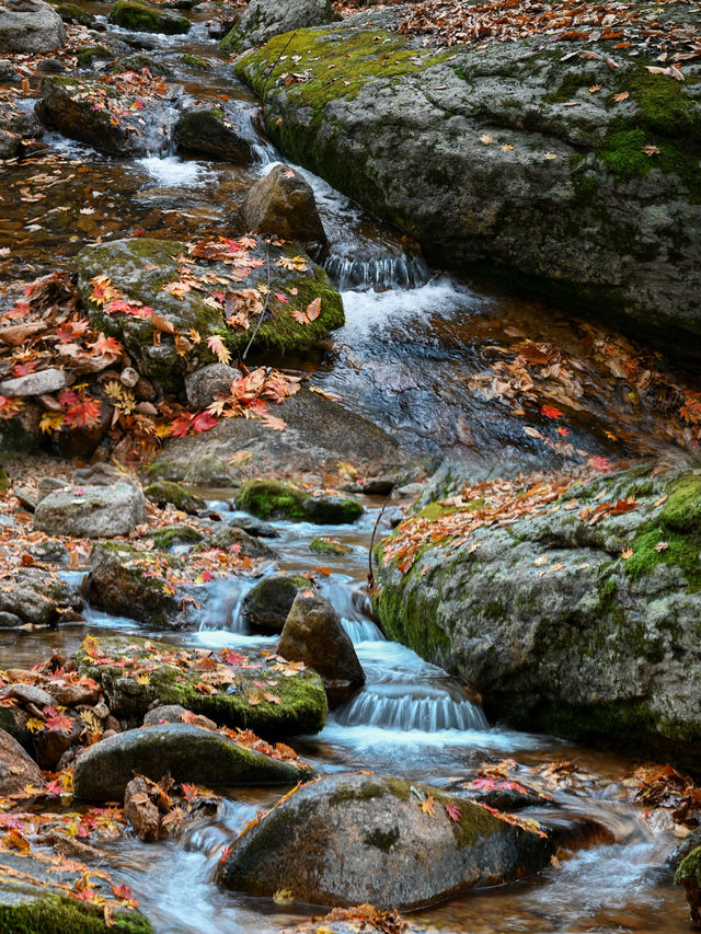 丹東賞秋，一定要去天橋溝，層林盡染，美不勝收