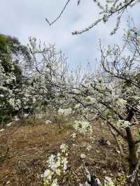 桂峰山下李花開……