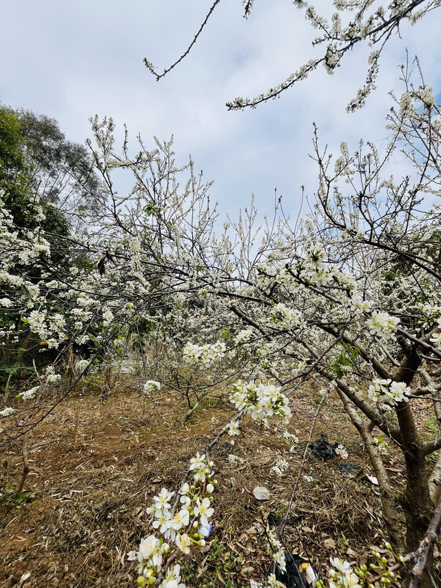 桂峰山下李花開……