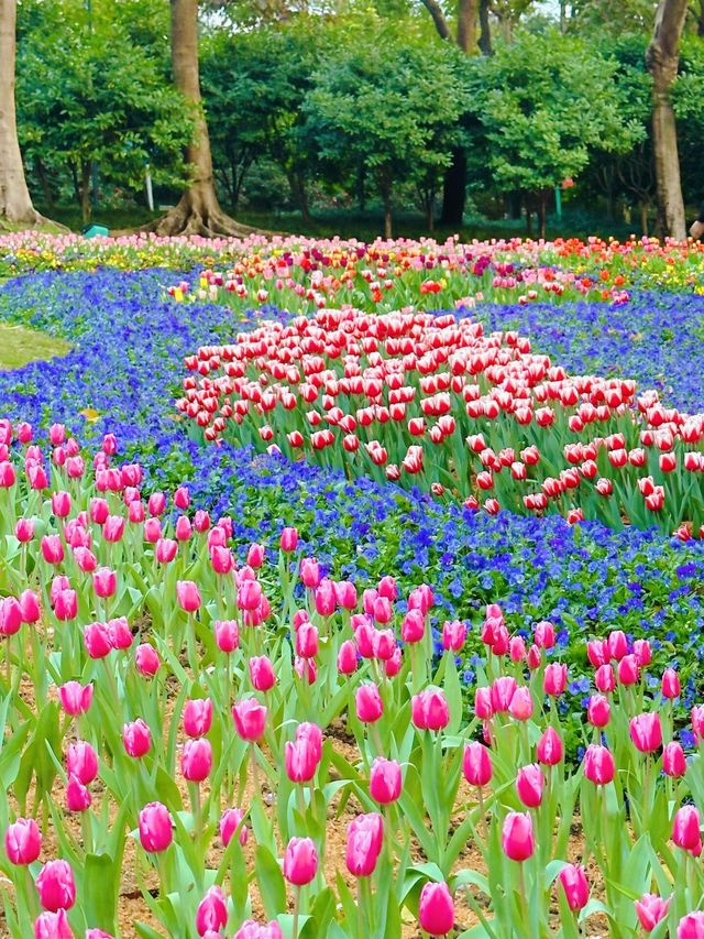 Live圖｜這才是廣州的莫內花園鬱金香開啦