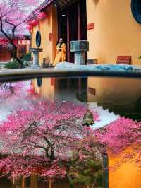 看遍江南梅花，還是覺得鐵佛寺百年梅花最驚艷！！！