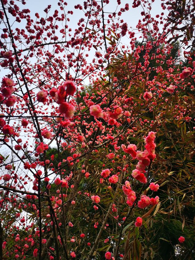 棠湖賞花正當時