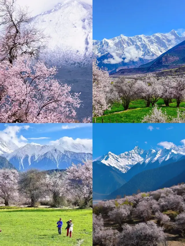 林地の桃の花