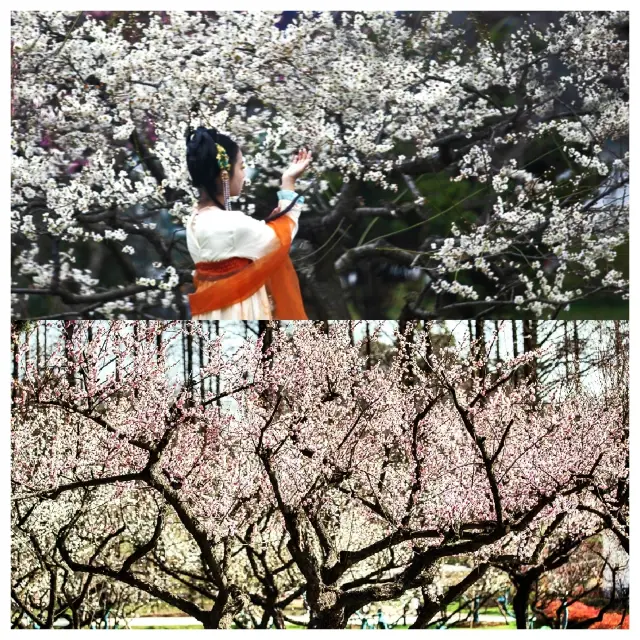 梅が春の光を報告します-武漢の梅園
