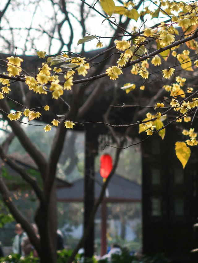 誰說上海不江南，上海市區的桂林公園申請出戰！