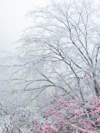 浙江的冰雪世界，我在缙云找到超美「魯冰花」